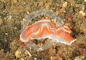 Nudibranch Ã¢â¬â Red-margined glossodoris photo